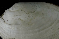 La premire gravure humaine a t ralise sur un coquillage il y a 500 000 ans
